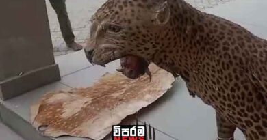 හිටපු DIGගේ ඉඩමෙන් හමුවූ පතරොම් සහ දිවියෙකුගේ අනුරුව