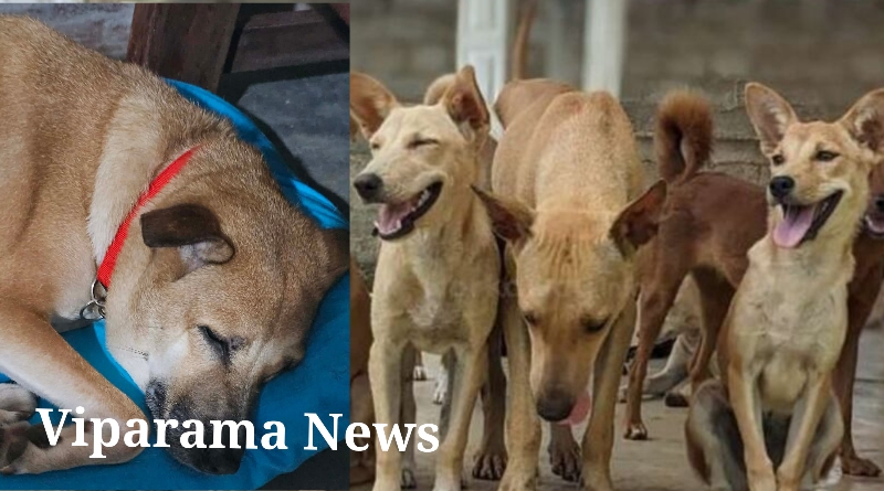 සුනඛයන් ලියාපදිංචි කිරීමේ නව පනත් කෙටුම්පතට අනුමැතිය සුනඛයන් ලියාපදිංචි කිරීමේ නව පනත් කෙටුම්පතට අනුමැතිය